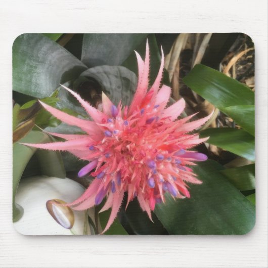 Bromeliad-Blume Mousepad (Vorne)