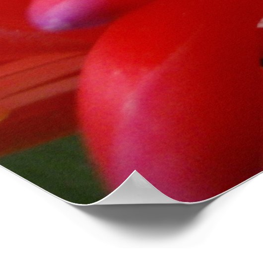 Bromeliad Blume Poster (Ecke)