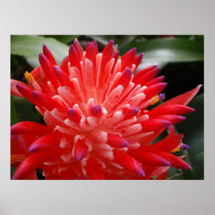 Bromeliad Blume Poster