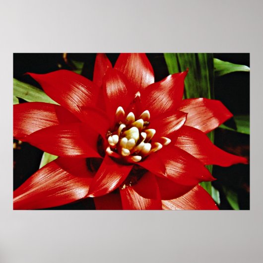 Bromeliad-Blume Poster (Vorne)
