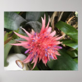 Bromeliad-Blume Poster (Vorne)