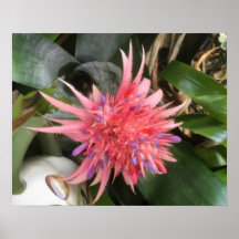 Bromeliad-Blume