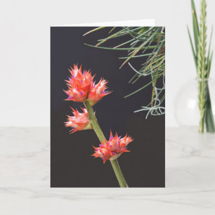 Bromeliad Blume und Stem Karte