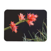 Bromeliad Blume und Stem Magnet (Horizontal)