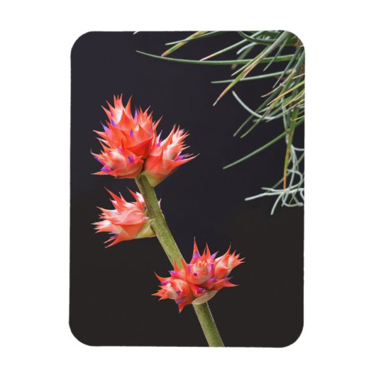 Bromeliad Blume und Stem Magnet (Vertikal)