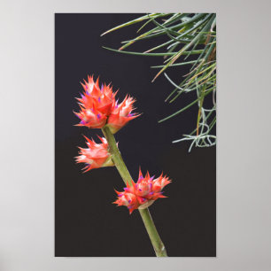 Bromeliad Blume und Stem Poster