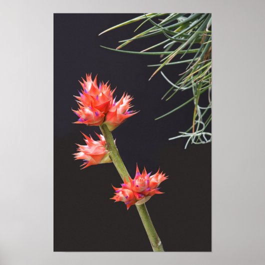 Bromeliad Blume und Stem Poster (Vorne)
