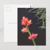 Bromeliad Blume und Stem Postkarte (Vorne/Hinten)