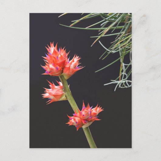 Bromeliad Blume und Stem Postkarte (Vorderseite)