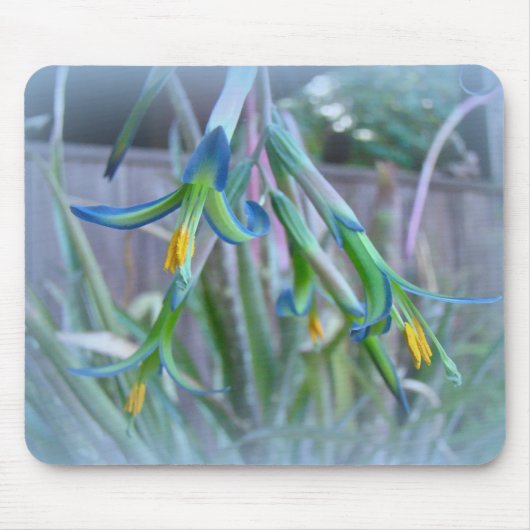 Bromeliad Blüten Mousepad (Vorne)