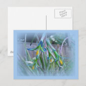 Bromeliad Blüten Postkarte (Vorne/Hinten)