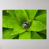 Bromeliad Green Botanical Fotografie Poster (Vorne)