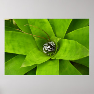 Bromeliad Green Botanical Fotografie Poster