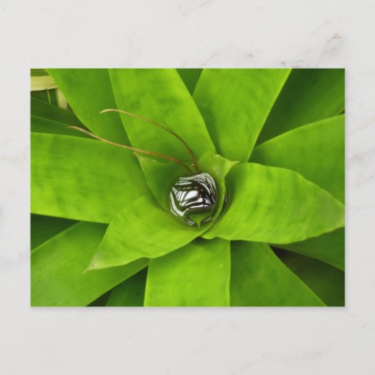 Bromeliad Green Botanical Fotografie Postkarte (Vorderseite)