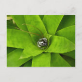 Bromeliad Green Botanical Fotografie Postkarte (Vorderseite)