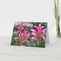 Bromeliad Gruß-Karte