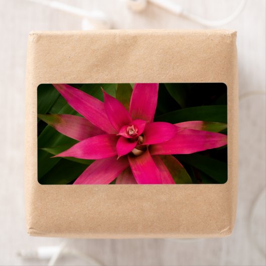 Bromeliad in Bloom (Insitu)