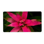 Bromeliad in Bloom (Vorne)