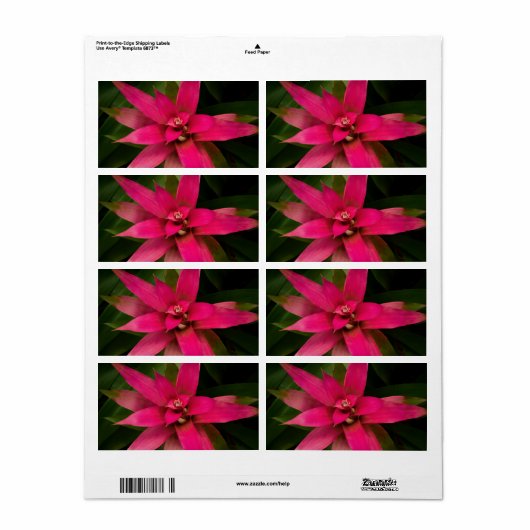 Bromeliad in Bloom (Vorne)