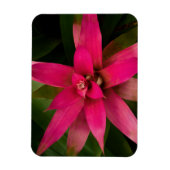 Bromeliad in Bloom Magnet (Vertikal)