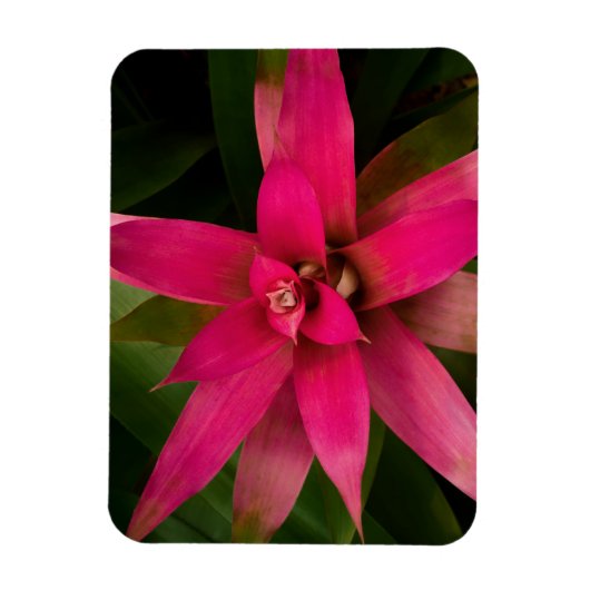 Bromeliad in Bloom Magnet (Vertikal)