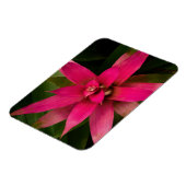 Bromeliad in Bloom Magnet (Linke Seite)