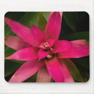 Bromeliad in Bloom Mousepad