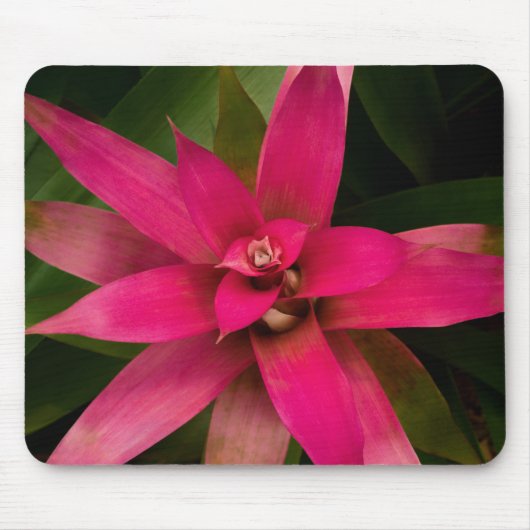 Bromeliad in Bloom Mousepad (Vorne)