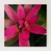 Bromeliad in Bloom Puzzle (Horizontal)