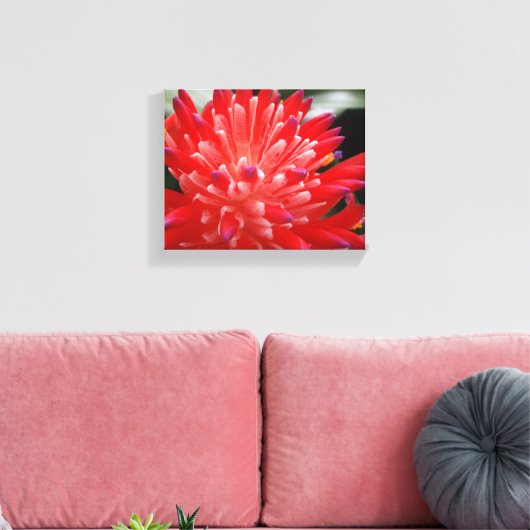 Bromeliad Leinwanddruck (Insitu (Wohnzimmer))