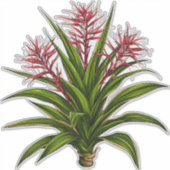 Bromeliad Plant With Red Flowering Spikes Aufkleber (Vorderseite)