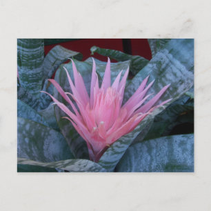 Bromeliad Postcard Postkarte