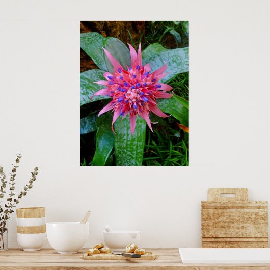 Bromeliad Poster (Küche)