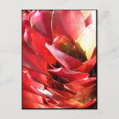 Bromeliad Postkarte (Vorderseite)