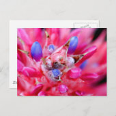 Bromeliad Postkarte (Vorne/Hinten)