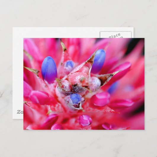 Bromeliad Postkarte (Vorne/Hinten)