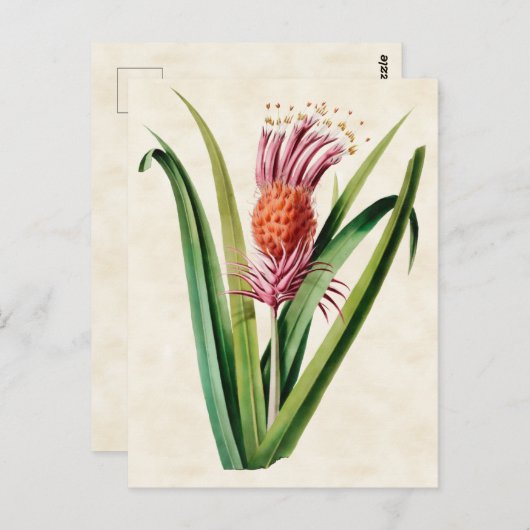 Bromeliad Vintag Botanical Postkarte (Vorne/Hinten)