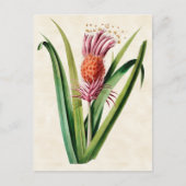 Bromeliad Vintag Botanical Postkarte (Vorderseite)
