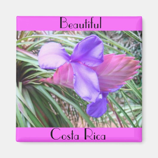 Bromeliads in Costa Rica Magnet (Vorne)