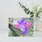 Bromeliads in Costa Rica Postkarte (Stehend Vorderseite)