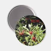 Bromeliden leben Zen-Magnet Magnet (Vorderseite/Rückseite)