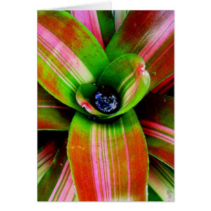 Bromelider Herz