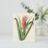 Bromelie Vintage Botanik Postkarte (Stehend Vorderseite)