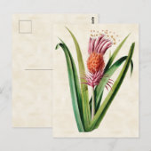 Bromelie Vintage Botanik Postkarte (Vorne/Hinten)