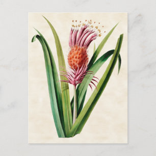 Bromelie Vintage Botanik Postkarte