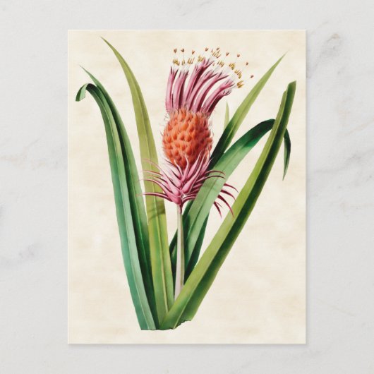 Bromelie Vintage Botanik Postkarte (Vorderseite)