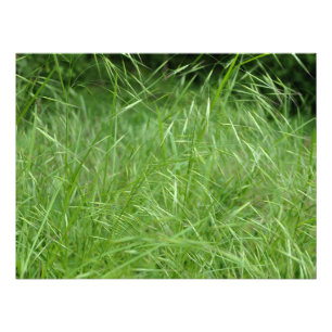 Bromus tectorum fotodruck