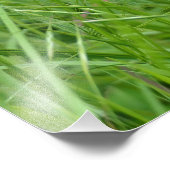 Bromus tectorum fotodruck (Ecke)