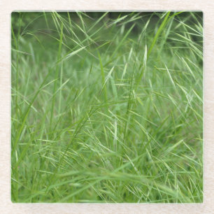 Bromus tectorum glasuntersetzer