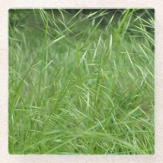 Bromus tectorum glasuntersetzer (Vorderseite)